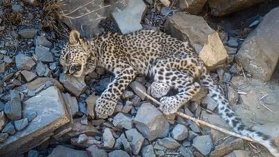  جزئیات تلف شدن توله پلنگ ایرانی در بشاگرد