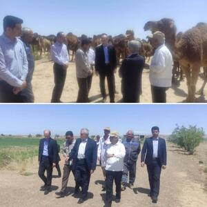  شتر؛ سرمایه ملی فراموش شده