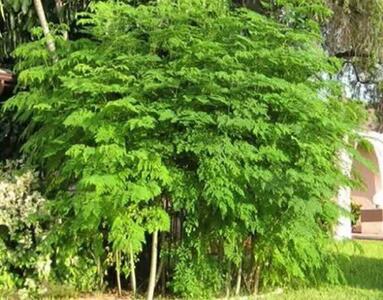  کشت گیاه معجزه‌گر مورینگا برای نخستین بار در دهلران کلید خورد