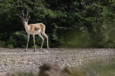  آمارها هشدار می‌دهند/ پارک ملی گلستان در آستانه یک بحران خاموش