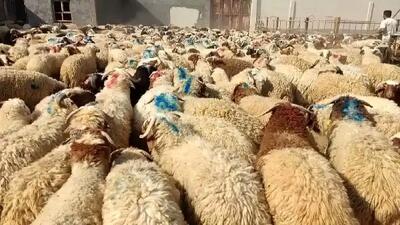  قیمت دام‌زنده در 30 آبان 1404 اعلام شد/گوسفند ارزان، گوساله گران + جدول