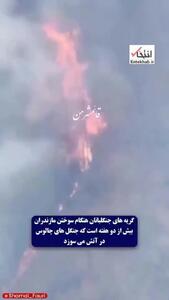  ببینید| گریه‌های جنگلبانان هنگام سوختن درختان چندهزارساله جنگل‌ هیرکانی