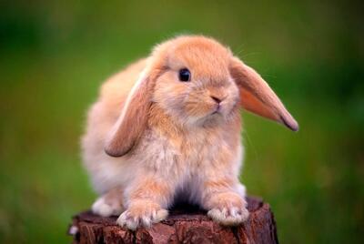  چگونه یک حصارکشی ساده برای خرگوش‌ها، الگوی بارندگی را تغییر داد؟