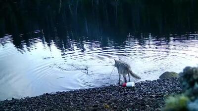  ماهیگیری گرگ با تور انسان ها