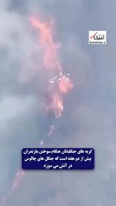  گریه‌های جنگلبانان برای سوختن جنگل‌های هیرکانی