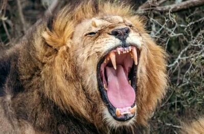  هوش مصنوعی نوع جدیدی از غرش شیرها را کشف کرد