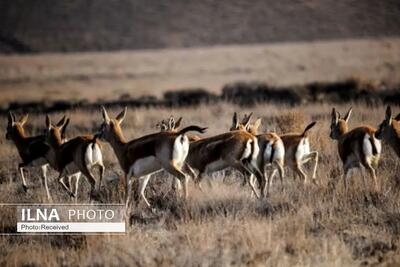  ایجاد ساختارهای قانونی برای حفاظت مشارکتی از حیات‌وحش کشور