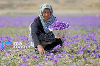  زمین‌های کم‌بازده ایلام رویایی از جنس طلا می‌بافند