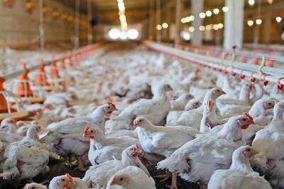  بحران نهاده و نژاد مرغ؛ فعالان صنعت طیور نگرانند!
