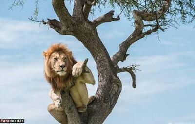  عجایب کوتاه ۶۳۲۳