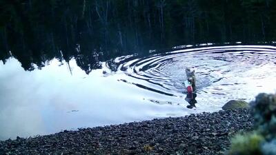  استفاده باورنکردنی یک گرگ وحشی از ابزار انسانی برای شکار!