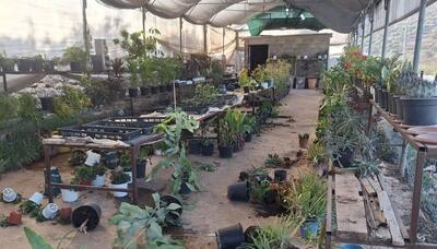  شهرک‌نشینان صهیونیست به گلخانه فلسطینی‌‌ها هم رحم نکردند + عکس ها