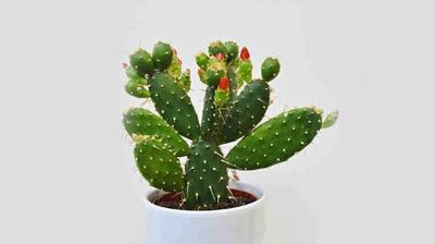  میگنا - آزار کلامی یا زخم‌زبان چیست؟