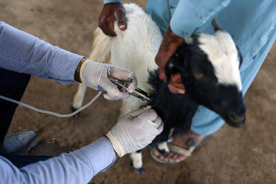  فاجعه در کمین کرکس‌ها