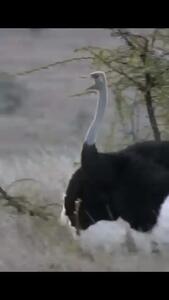  فیلم تعقیب و گریز مرگبار یوزپلنگ و شترمرغ