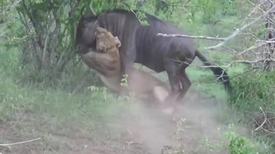  فیلم / تلاش گاومیش برای نجات خود از حمله شیر