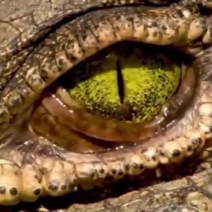  فیلم / چشم‌های زیبای تمساح در حالت شکار