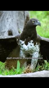  فیلم / شکار سمور توسط عقاب تاج‌دار