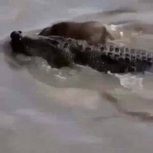  فیلم / شکار گاومیش توسط تمساح