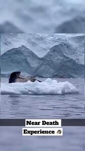  فیلم / شکار شدن پنگوئن توسط شیر دریایی