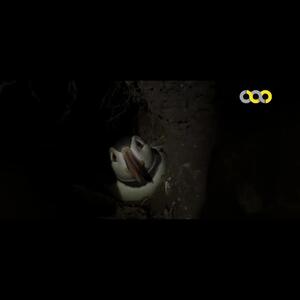  فیلم / مستند کوتاهاز  زیست طوطی دریایی