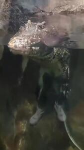  یلم رفتارهای خنده‌دار تمساح ها