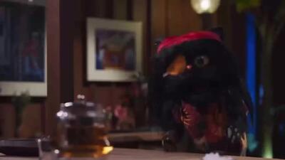  نگاه افتو گربه رامبد جوان به انسان ها / ما مثل شما بلاتکلیف نیستیم!