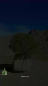  فیلم / رشد جالب درخت پسته در سنگ