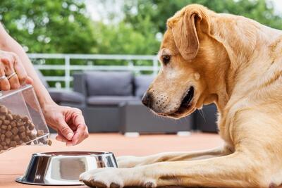  آیا فقط غذای خشک برای سگ کافی است؟ بررسی کامل تغذیه و نیازهای بدنی سگ