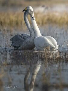  ورود قوهای مهاجر در تالاب‌های ایران/عکس