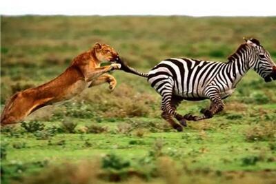  مستند حیات وحش؛ جدال حیثیتی شیر و گورخر