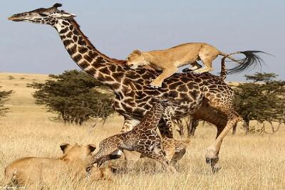  مستند حیات وحش؛ زرافه دراز ناز با چنگ و دندان از فرزندش مقابل شیر حراست میکند