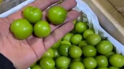  تصاویر فروش گوجه سبز نوبر به قیمت پراید!