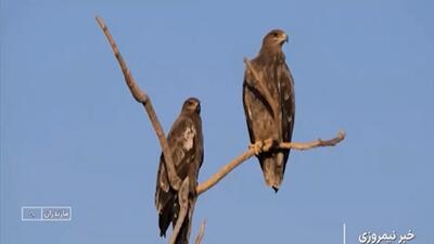 شکارچیان آسمان در معرض شکار + فیلم