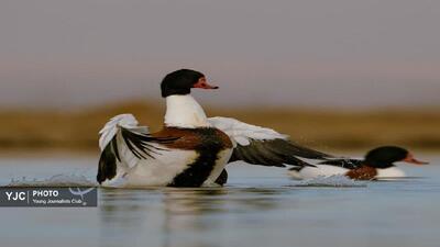  تالاب مره قم میزبان پرندگان مهاجر شد