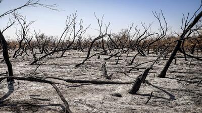  دستور قضایی برای شناسایی عاملان آتش‌سوزی جنگل‌های چالوس صادر شد