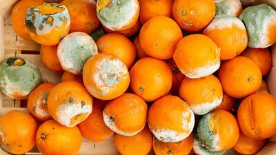  ماجرای پرتقال سمی در ایران چیست