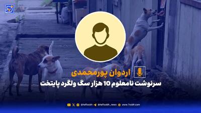  سرنوشت نامعلوم 10 هزار سگ ولگرد پایتخت