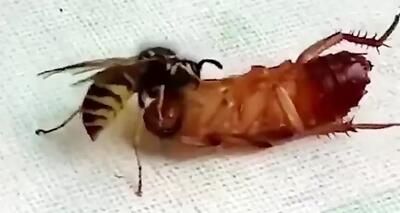  زنبور زمردی جراح مغز سوسکها