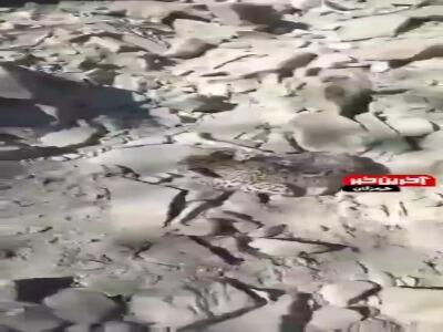  لحظه مشاهده توله‌پلنگ در کوه‌های بشاگرد و انتقال برای درمان