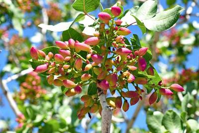  آموزش کاشت درخت پسته در خانه (فیلم)
