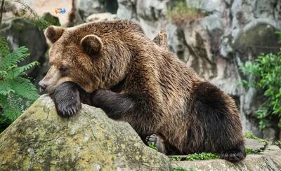  خرس قهوه‌ای در حال استراحت روی تخته‌سنگ بزرگ (فیلم)