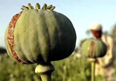  ماجرای واردات ۷۲هزار میلیارد تومان تریاک چیست؟