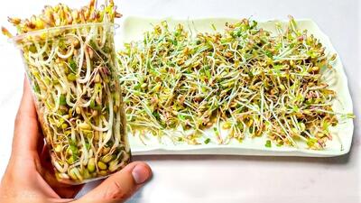  طرز تهیه جوانه ماش در منزل واجب و ضروری برای خانم ها