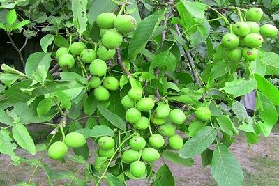  تولید یک میلیون نهال گردو پیوندی چندلر و فرنور در نهالستان غرب نهال