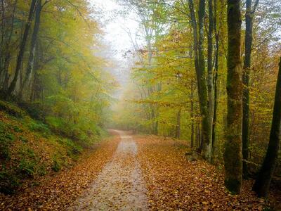  همه چیز درباره جنگل هیرکانی/ پوشش گیاهی، درختان و حیات وحش میراث سبز شمال ایران | اقتصاد24