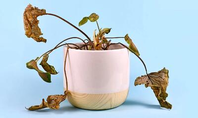  6 نشانه‌ای که باید گیاه آپارتمانی‌تان را دور بیندازید