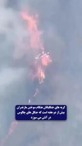  گریه‌های جنگلبانان هنگام سوختن درختان چندهزارساله در جنگل‌های هیرکانی + فیلم