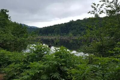  مسیرهای منتهی به جنگل‌های نوشهر مسدود شد