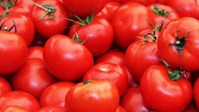  قیمت گوجه نجومی شد